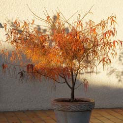 Acer palmatum Koto no ito